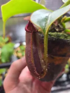 瞭*様 ウツボカズラ　ネペンテス　N.ハマタ　2芽立ち　食虫植物 瞭*様 ウツボカズラ ネペンテス N.ハマタ 2芽立ち 食虫植物 - メルカリ