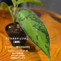 【アグラオネマ ピクタム 】希少な細葉 フォロー割実施中です♪発根済み 2025年最新】レア植物アグラオネマの人気アイテム - メルカリ