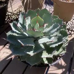 2026年最新】柊月 アガベの人気アイテム - メルカリ