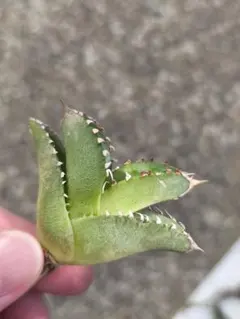 2025年最新】アガベ鰐亀の人気アイテム - メルカリ