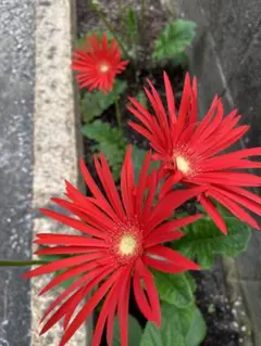 ポポ様 リクエスト 2点 まとめ商品