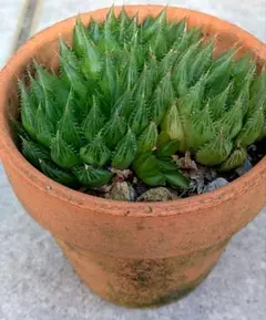 ハオルチア 多肉植物 青雲の舞