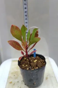 りえ様 リクエスト 3点 まとめ商品