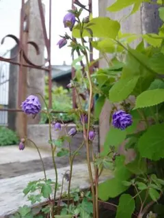 nae様 リクエスト 2点 まとめ商品