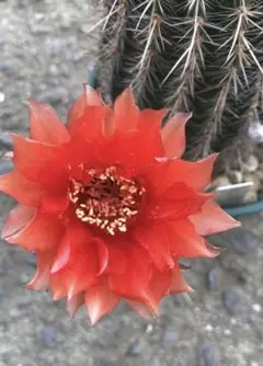 2026年最新】ピンク花サボテンの人気アイテム - メルカリ