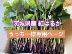5/6または5/9着 150本 うっちー様専用ページ
