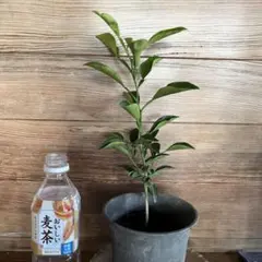 八朔実生苗