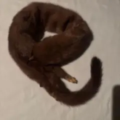 Item thumbnail for item 5b4a18ca-e8b6-42cd-92f6-839381d7ffcf