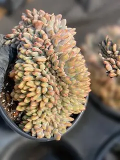 Top【選抜株】多肉植物 363375アリエル綴化 8個 鉢無し/脱土 - メルカリ