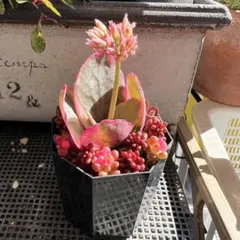 多肉植物♡抜き苗