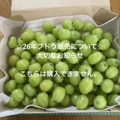 26年 ブドウ販売について お知らせ - メルカリ