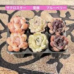 多肉植物プラグ苗