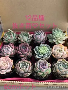 2026年最新】優木園の人気アイテム - メルカリ