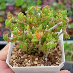 のんち様 リクエスト 5点 まとめ商品　鉢ごと発送