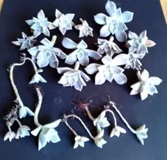 多肉植物 カット苗 葉挿し苗のサムネイル