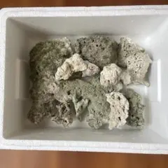 天然トチバニンジン乾燥品チクセツニンジン300グラム - メルカリ