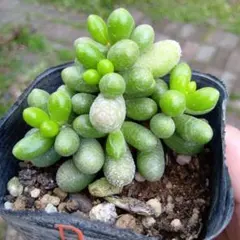 ドロサンテマム グロボーサム 多肉植物 7.5cmポット 抜き苗 現物発送