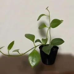 エキスナンサス モナリザ苗のサムネイル