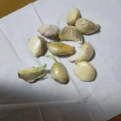 ニンニクの種　にんにく種子　ガーリック
