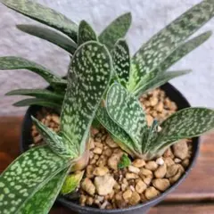 多肉植物 ガステリア 子宝 子株付き 抜き苗 4株セットのサムネイル