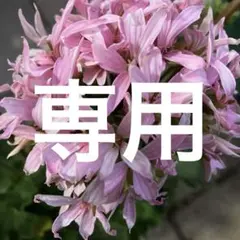 ③可愛い星咲きゼラニウム　ピンクのお花