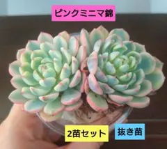 くぅ〜様 リクエスト 2点 まとめ商品