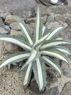 アガベ　華厳　抜き苗