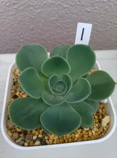 ꕤ︎︎グリーンローズꕤ︎︎ 多肉植物 セダム カット苗 ミニサイズ