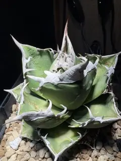 2026年最新】チタノタ sadの人気アイテム - メルカリ