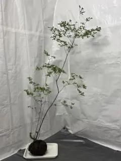 早乙女ツツジ 盆栽 株立 持ち込み古い 樹高20㎝ - メルカリ