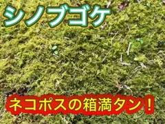 シノブゴケ　【苔テラリウム　ガーデニング】