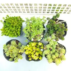 多肉植物 セダム6種② 抜き苗