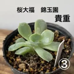 ち*び様 メ便　桜大福　③のサムネイル