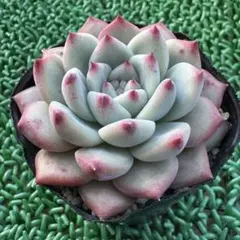 2025年最新】コロラータルーフの人気アイテム - メルカリ