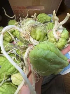 2026年最新】ハヤトウリの人気アイテム - メルカリ