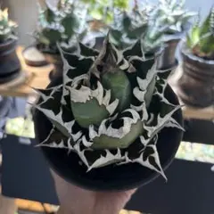 2025年最新】ゴリ猫の人気アイテム - メルカリ