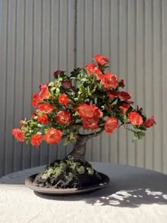 ボケ放春花夢絵巻大きな苔盆栽★Springフェア ボケ放春花夢絵巻大きな苔盆栽☆Springフェア - メルカリ