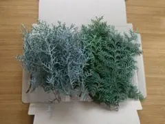 ブルーアイスとヒノキの葉のセット