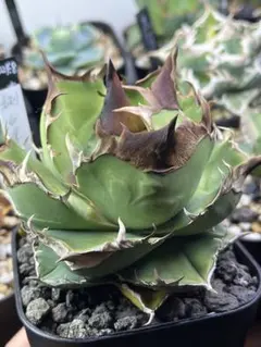 Agave 麻花 from Dennis 検索)麻花龍、冰雹、WV - メルカリ