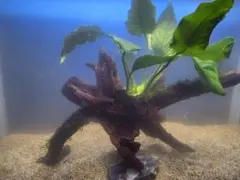 水草3種巻きブランチウッド大サイズ 水草3種巻き ブランチウッド - メルカリ