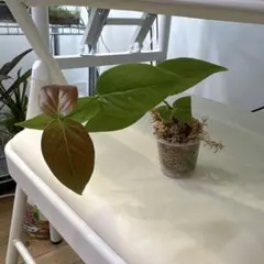 2026年最新】着生ツツジの人気アイテム - メルカリ