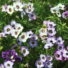 える様 リクエスト 2点 まとめ商品