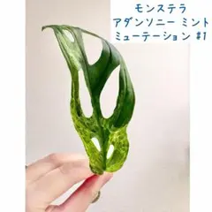 ブルボン様 リクエスト 2点 まとめ商品