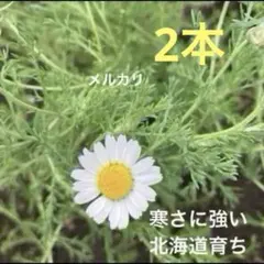 八重咲きローマン 苗 ダブルフラワーカモミール カモミール ハーブ Pot