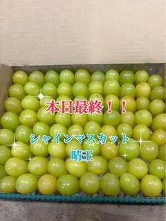 2026年最新】完熟シャインマスカットの人気アイテム - メルカリ