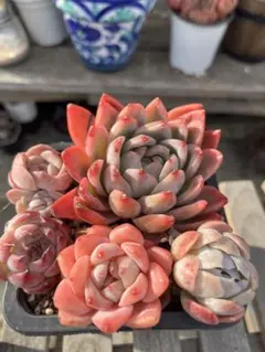 モコ様 リクエスト 3点 まとめ商品