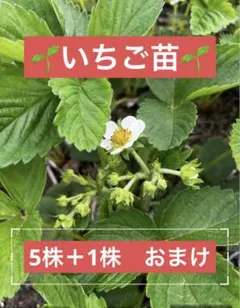 イチゴ苗 5株1000円〜　北海道発送　オマケ付き