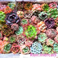 79多肉植物エケベリアMIX✦寄植えパック♪✦のサムネイル