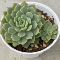 おーちゃん様 リクエスト 4点 まとめ商品