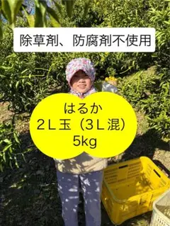 ココキキみこさま専用　7kg はるか（柑橘）　2Ｌ〜３Ｌ混じり　広島から 42